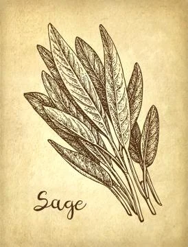 Sage ink sketch Stock Illustration