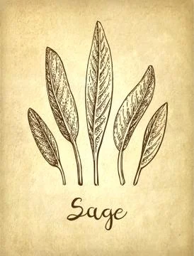 Sage ink sketch Stock Illustration