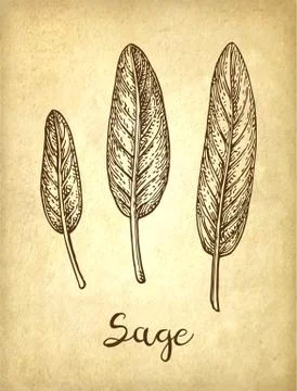 Sage ink sketch Stock Illustration