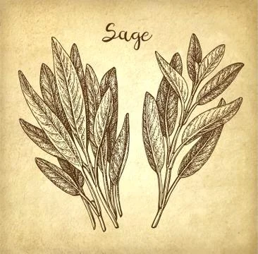 Sage ink sketch Stock Illustration