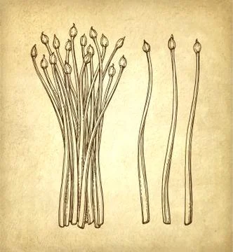 Sage ink sketch Stock Illustration