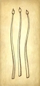 Sage ink sketch Stock Illustration