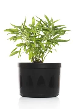 Sage inside pot Stock Photos