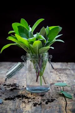 Sage in jar Stock Photos