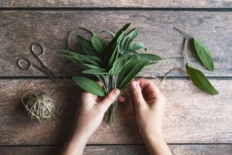Sage leaf bundle in hands, hemp string and scissors on old wooden table Fotos Stock