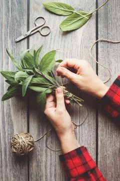 Sage leaf bundle in hands, hemp string and scissors on old wooden table Stock Photos