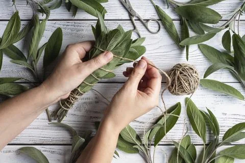 Sage leaf bundle in hands, hemp string and scissors on old wooden table Stock Photos
