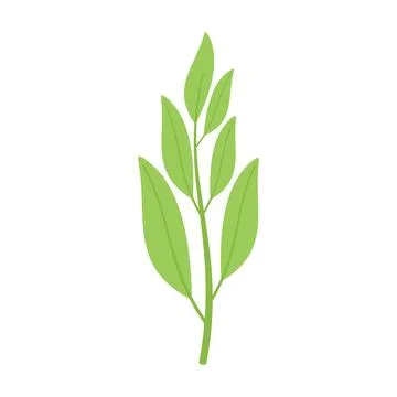 Sage leaf icon flat vector. Herb flower Illustrazione stock