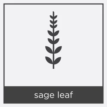 Sage leaf icon isolated on white background Stock Illustration