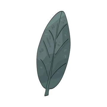 Sage leaf illustration Stock Illustration