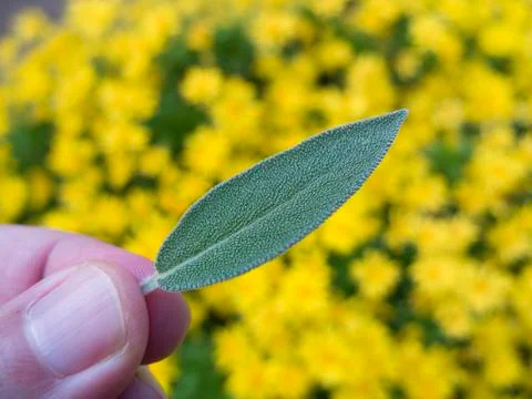 Sage leaf Stock Photos
