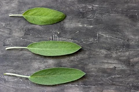 Sage leaf Stock Photos