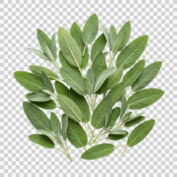 Sage leaves arranged in a circle on transparent background for culinary use. Fotos Stock