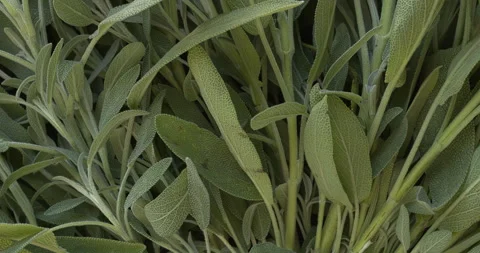 Sage leaves background. Stock Footage 307997091
