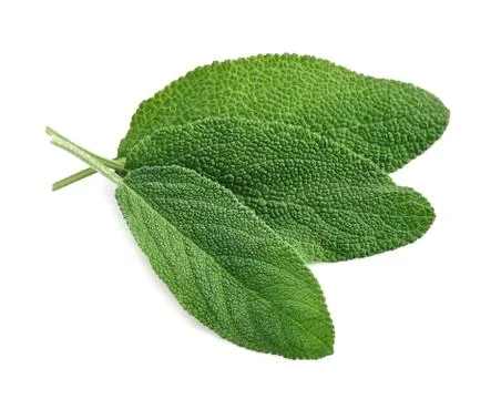 Sage leaves close up Foto stock