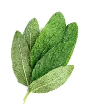Sage leaves close up . Foto stock