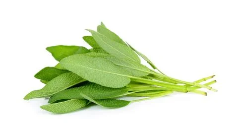 Sage leaves isolated on the white background Stock Photos