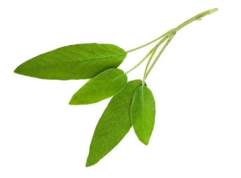 Sage leaves Stock Photos