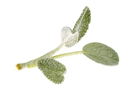 Sage leaves Stock Photos