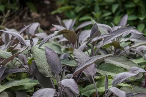 Sage Leaves Stock Photos
