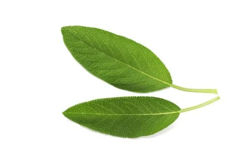 Sage leaves Stock Photos