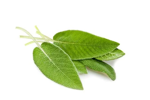 Sage leaves Stock Photos