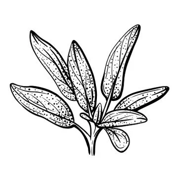 Sage leaves.Sage is a fragrant spice Stock Illustration