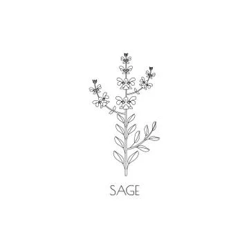 Sage line icon Stock Illustration