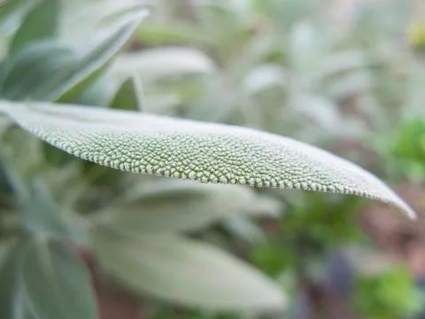 Sage macro leaf Stock Photos