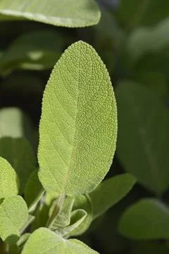 Sage Maxima Stock Photos