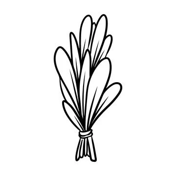Sage or basil smudge stick hand-drawn doodle isolated icon. Vector stock plan 스톡 일러스트