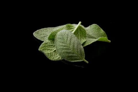 Sage Stock Photos