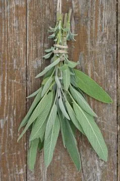 Sage Stock Photos