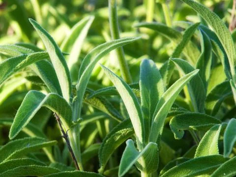 Sage Stock Photos