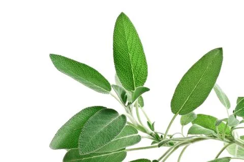 Sage Stock Photos