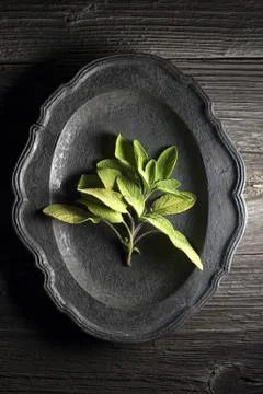 Sage Stock Photos