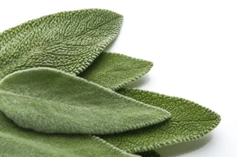 Sage Stock Photos