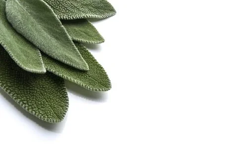 Sage Stock Photos