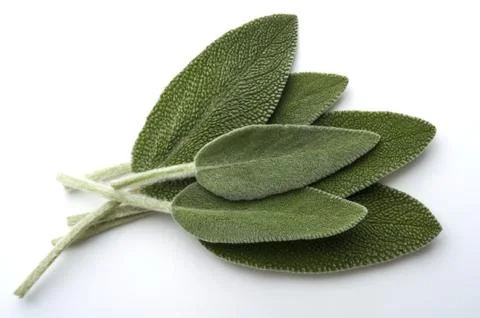 Sage Stock Photos
