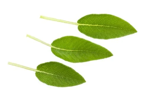 Sage Stock Photos