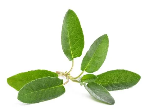 Sage Stock Photos