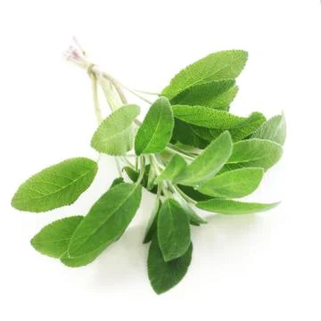 Sage Stock Photos