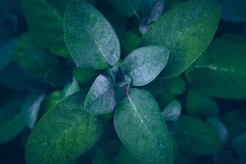 Sage plant in close up Stock Photos