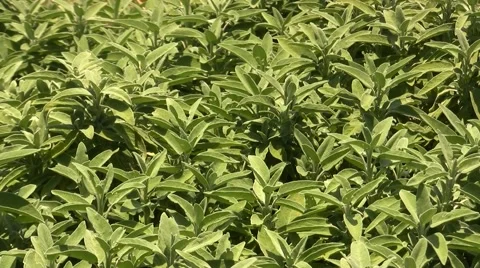 Sage plant Stock Footage 51502867