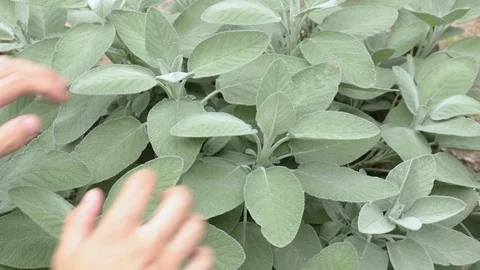Sage plant 動画素材 115533268