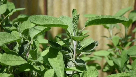 Sage plant moved slightly by spring breeze Video stock 129247092