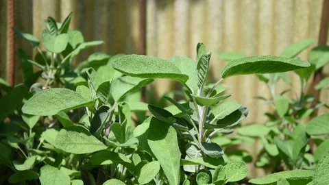 Sage plant moved slightly by spring breeze Stock Footage 129247103