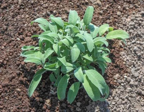 Sage plant Stock Photos