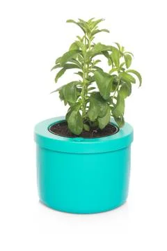 Sage in pot Stock Photos