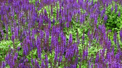 Sage, purple flowers 스톡 동영상 166697461
